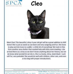Meet Cleo