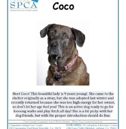 Meet Coco – Our KAHI/Placer SPCA Pet Of The Week