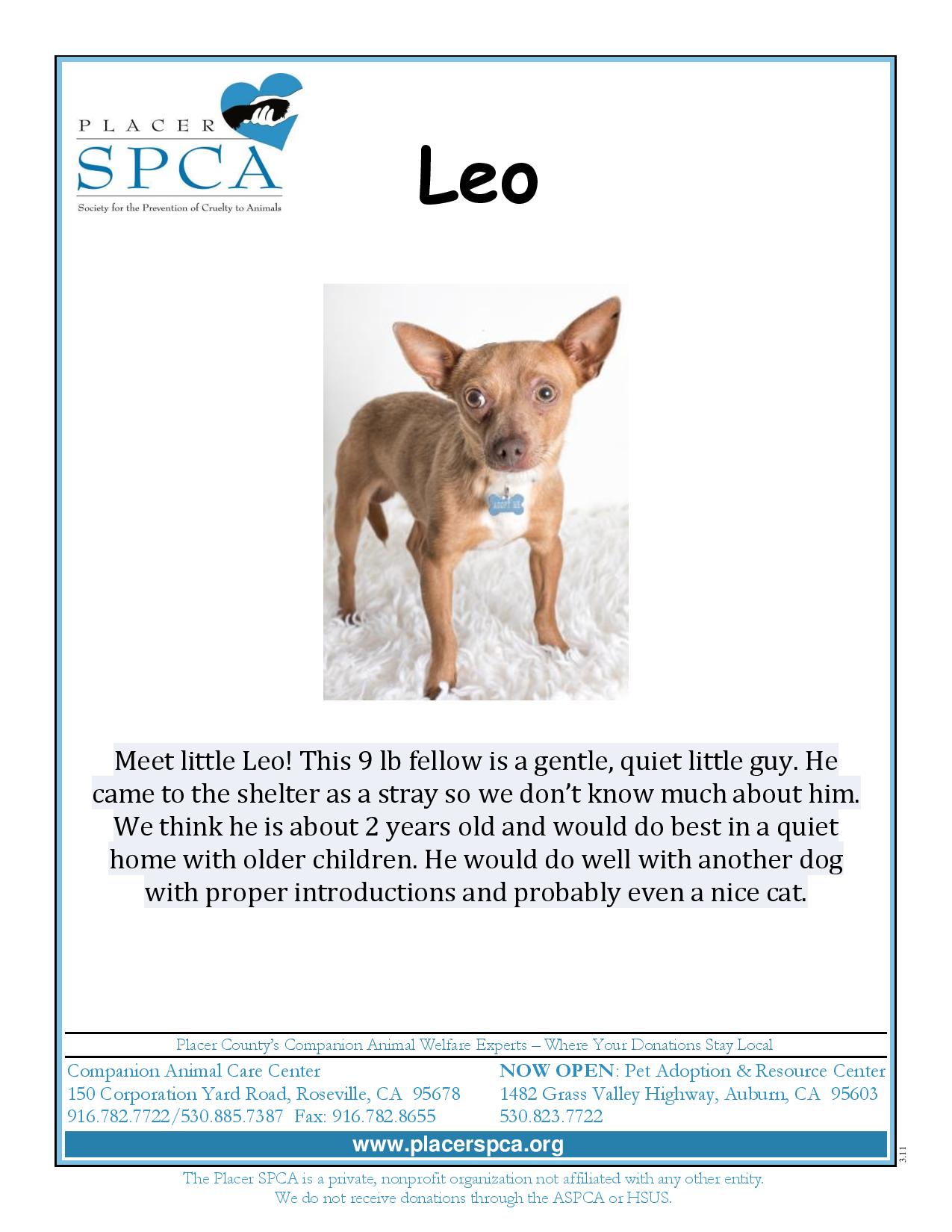 placer county spca dogs
