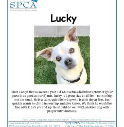 Meet Lucky! KAHI’s Placer SPCA Pet of The Week