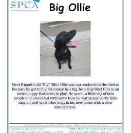 Meet Big Ollie