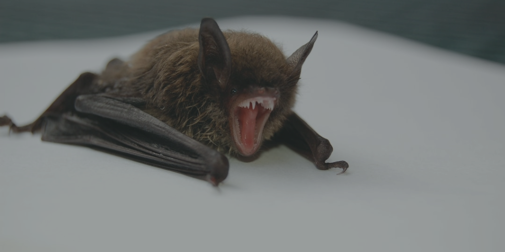 Rabid Bat found at Mineral Bar Campground!