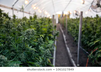 Placer County Property In Illegal Pot Manufacturing Ring!