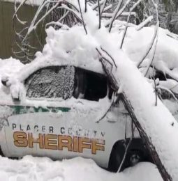 Tree Crushes Sheriff’s Car!