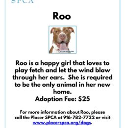 New Pet Of The Week – Roo
