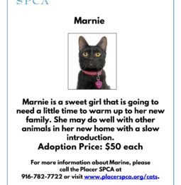 New Pet of The Week – Marnie