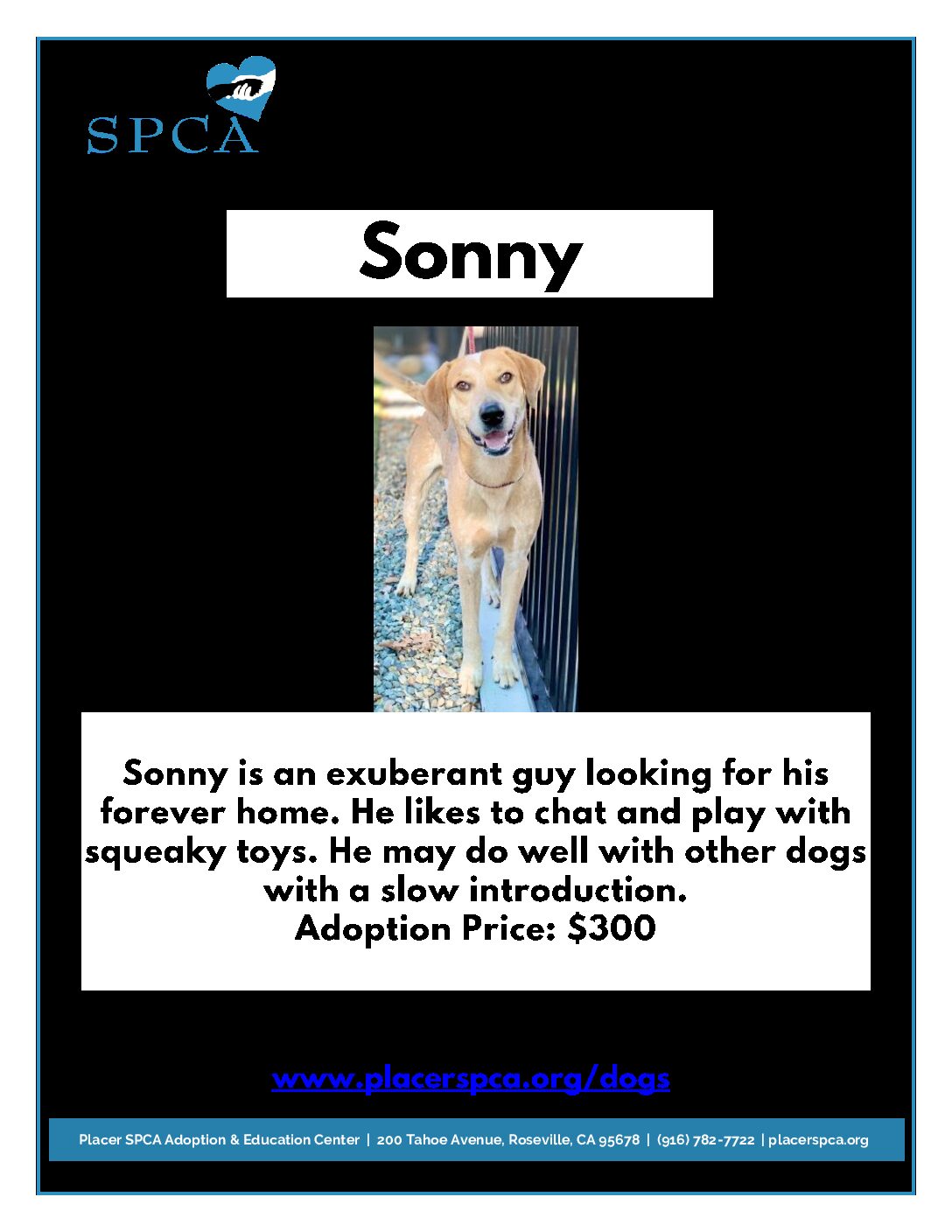 Pet Of The Week – Sonny