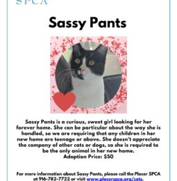 Pet of The Week – Sassy Pants