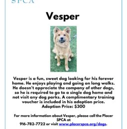 Pet of The Week – Vesper