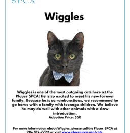 Pet Of The Week – Wiggles