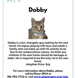 Pet Of The Week – Dobby