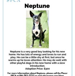 Pet Of The Week – Neptune