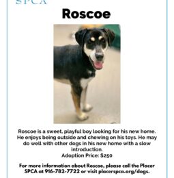 Pet Of The Week – Roscoe