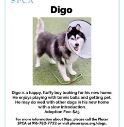 Pet Of The Week – Digo