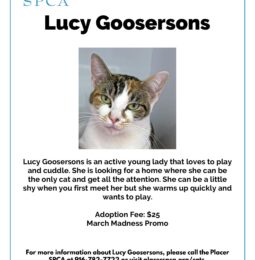 Pet Of The Week – Lucy Goosersons