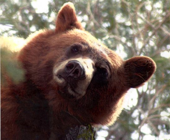 bear.brown.bearleague