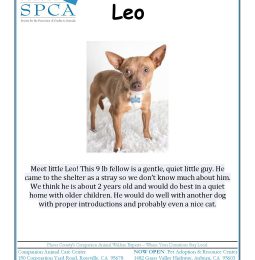 Meet Leo – The KAHI/SPCA Pet of The Week