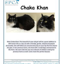 Chaka Khan, This Week’s Pet of The Week