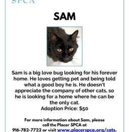 Sam – Pet Of The Week