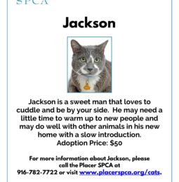 New Pet Of The Week – Jackson