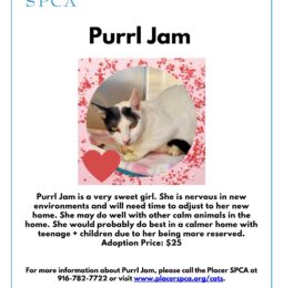 Pet Of The Week – Purrl Jam