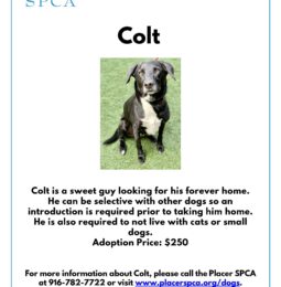 Pet Of The Week: Colt