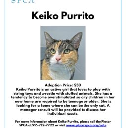 Pet Of The Week – Keiko Purrito