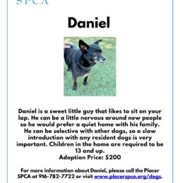 New Pet Of The Week – Daniel