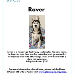 Pet Of The Week – Rover