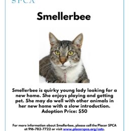 Pet Of The Week – Smellerbee