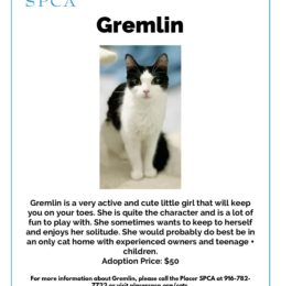 Pet Of The Week – Gremlin