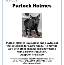Pet Of The Week – Purlock Holmes