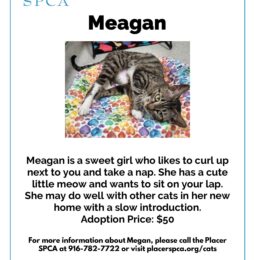 Pet Of The Week – Meagan