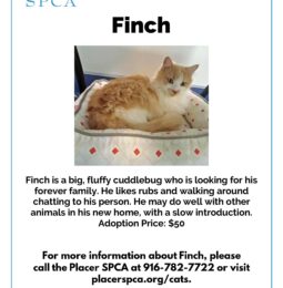 Pet Of The Week – Finch