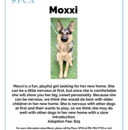 Pet Of The week – Moxxi
