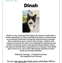 Pet Of The Week – Dinah