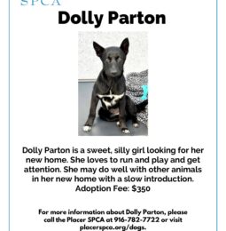Pet Of The Week – Dolly Parton