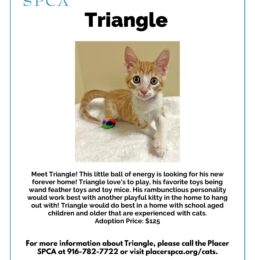 Pet Of The Week – Triangle