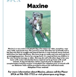 Pet Of The Week – Maxine